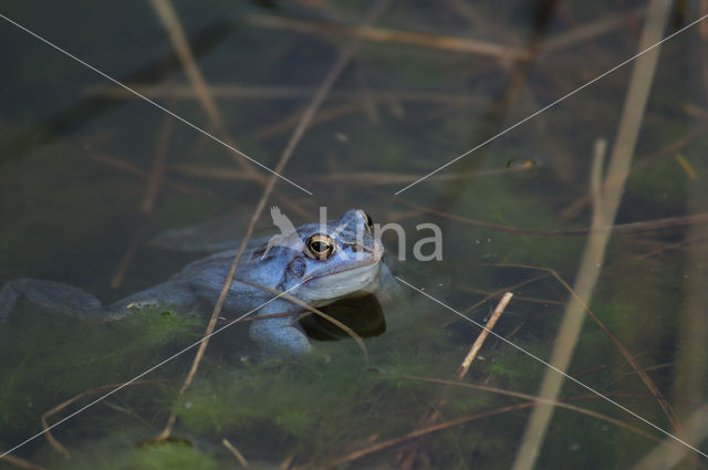 Heikikker (Rana arvalis)