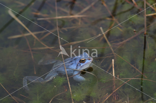 Heikikker (Rana arvalis)