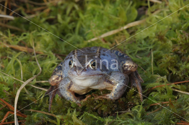 Heikikker (Rana arvalis)