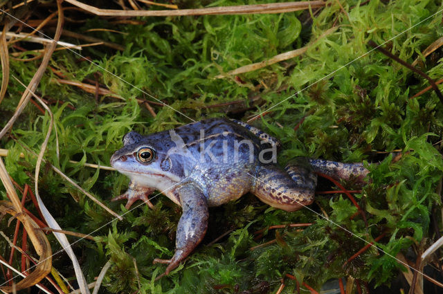 Heikikker (Rana arvalis)