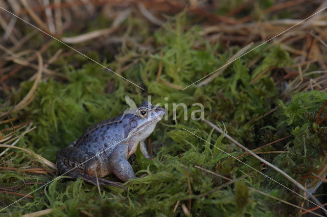 Heikikker (Rana arvalis)