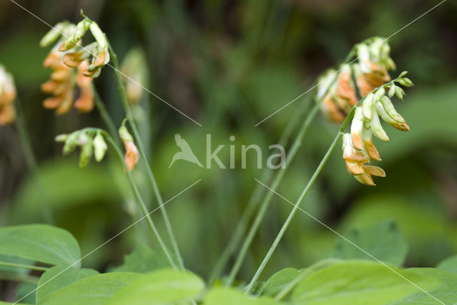 Hokjespeul (Astragalus glycyphyllos)