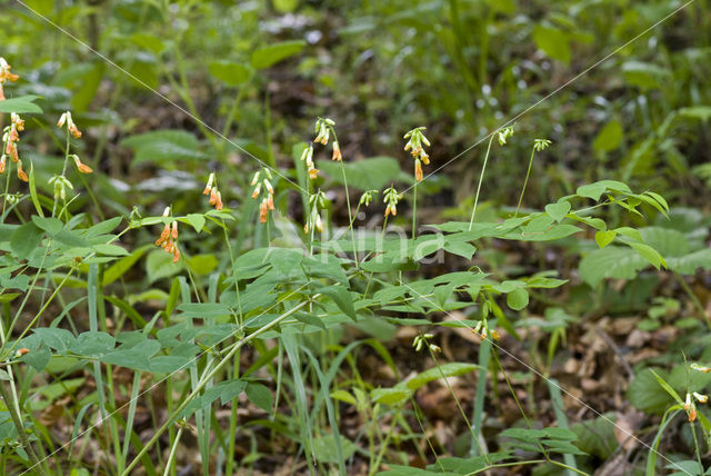 Hokjespeul (Astragalus glycyphyllos)