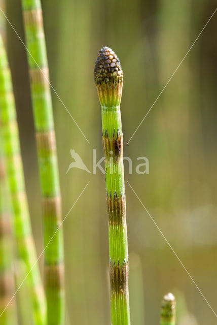 Holpijp (Equisetum fluviatile)