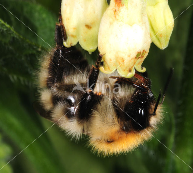 Hommel (Bombus sp.)