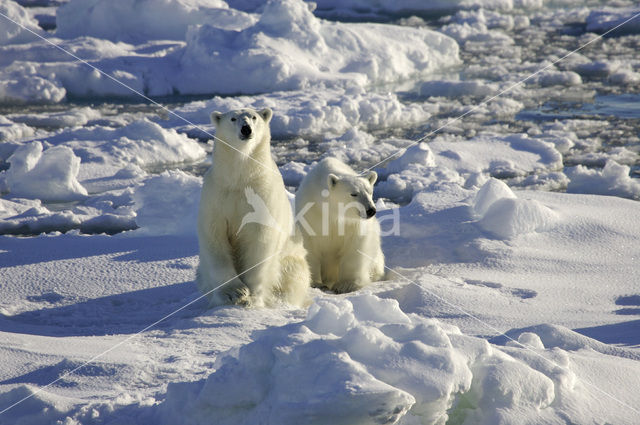 IJsbeer (Ursus maritimus)