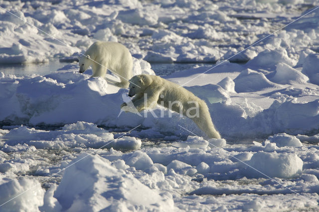 IJsbeer (Ursus maritimus)