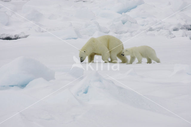 IJsbeer (Ursus maritimus)