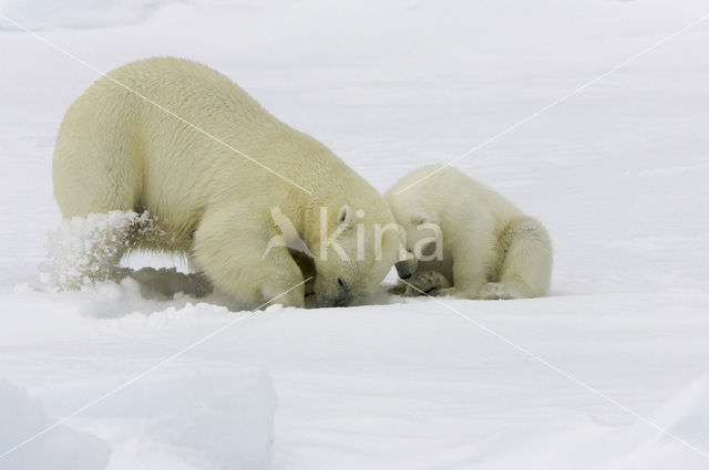 IJsbeer (Ursus maritimus)