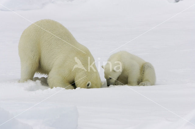 IJsbeer (Ursus maritimus)