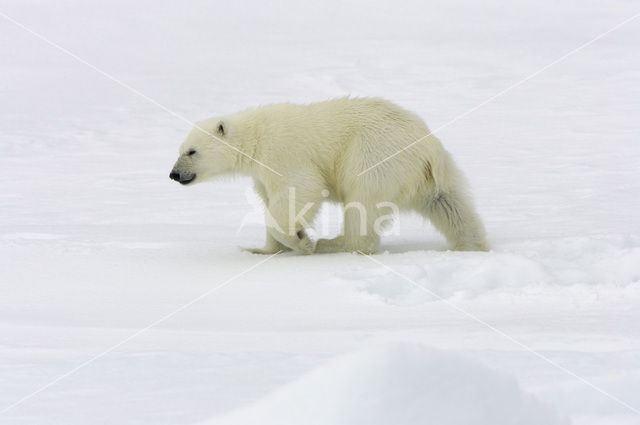 IJsbeer (Ursus maritimus)