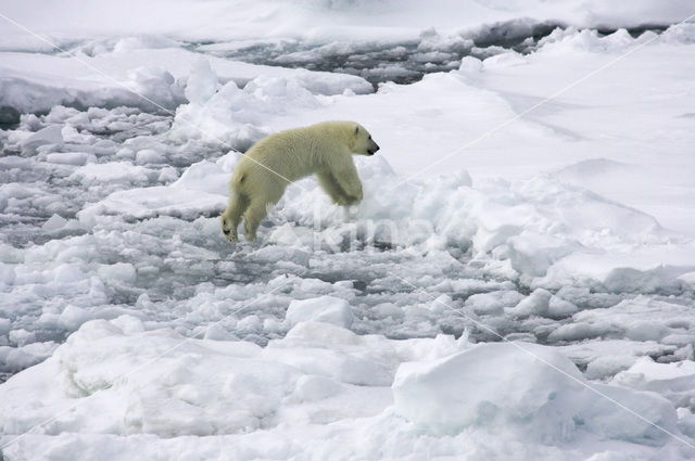 IJsbeer (Ursus maritimus)