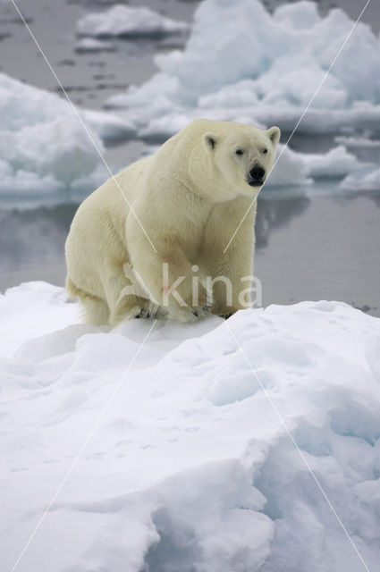 IJsbeer (Ursus maritimus)