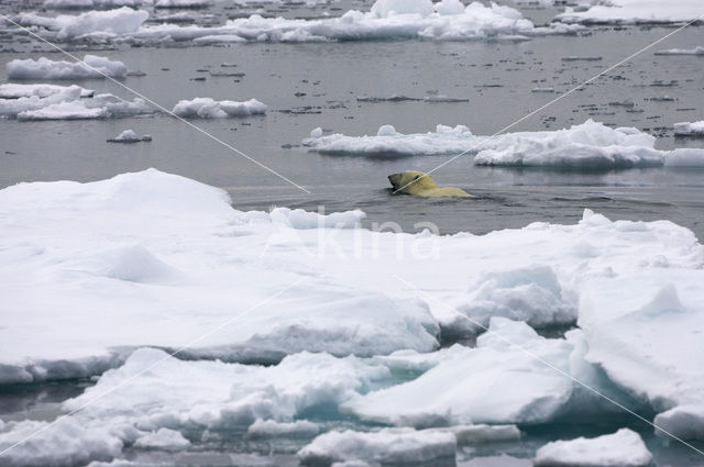 Polar bear (Ursus maritimus)