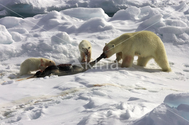 IJsbeer (Ursus maritimus)