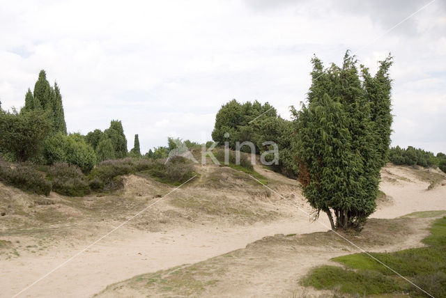 Jeneverbes (Juniperus communis)