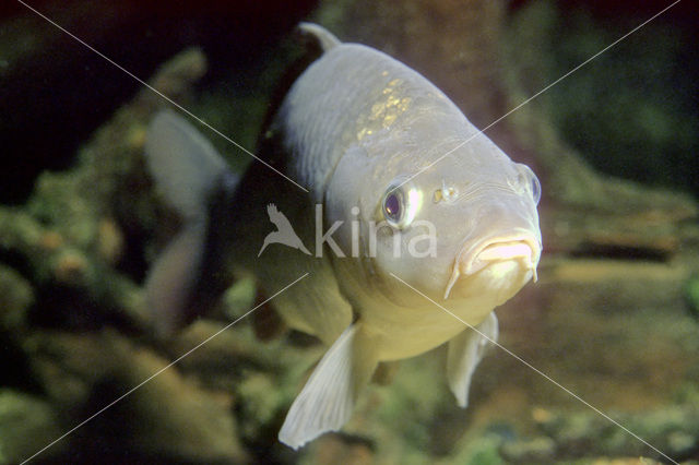 Karper (Cyprinus carpio)