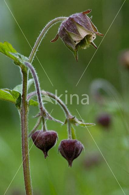 Wateravens (Geum rivale)