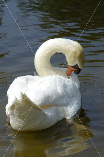 Knobbelzwaan (Cygnus olor)