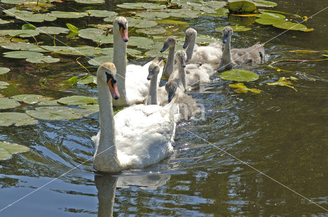 Knobbelzwaan (Cygnus olor)