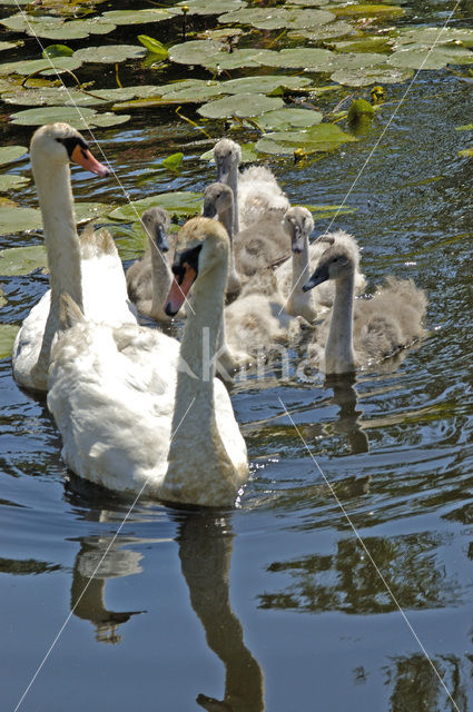 Knobbelzwaan (Cygnus olor)