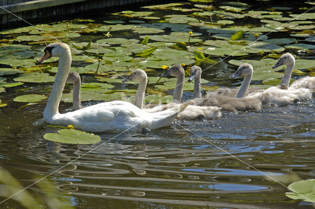 Knobbelzwaan (Cygnus olor)