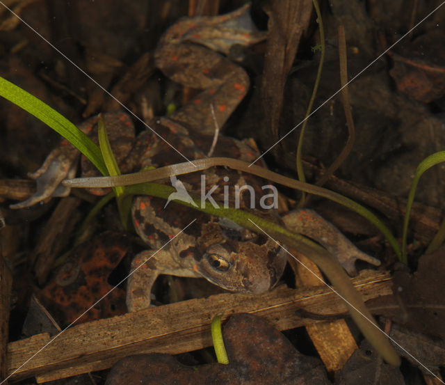 Knoflookpad (Pelobates fuscus)