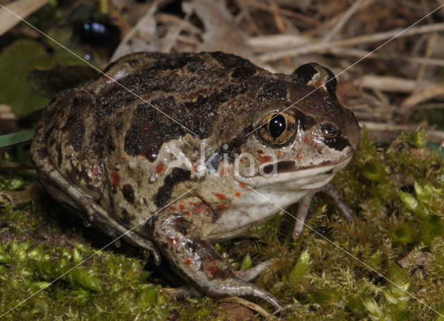 Knoflookpad (Pelobates fuscus)