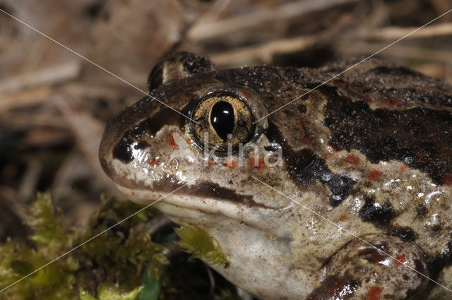 Knoflookpad (Pelobates fuscus)