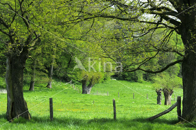 Knotwilg (Salix alba)