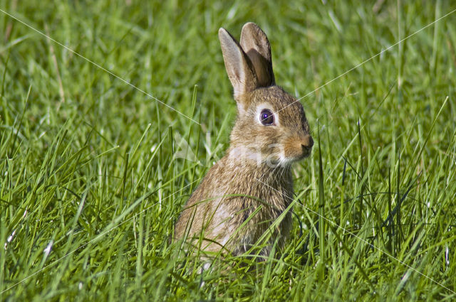 Konijn (Oryctolagus cuniculus)