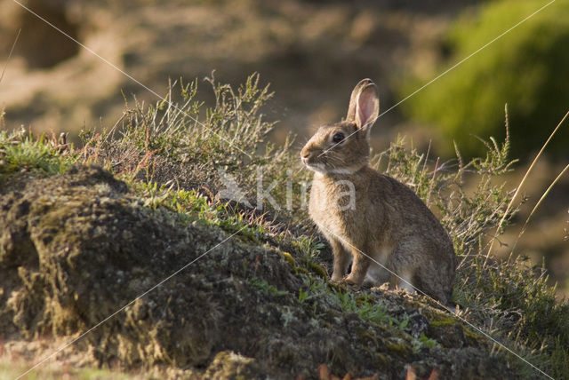 Rabbit (Oryctolagus cuniculus)