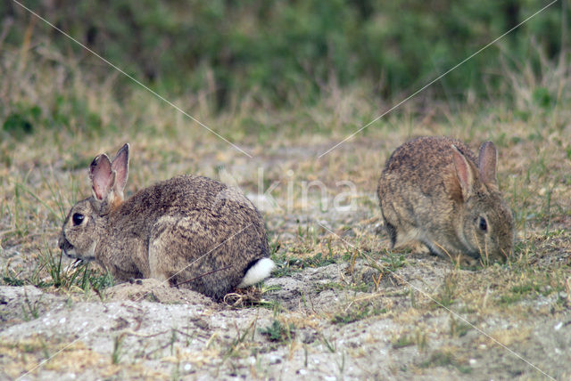 Konijn (Oryctolagus cuniculus)