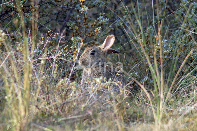 Konijn (Oryctolagus cuniculus)