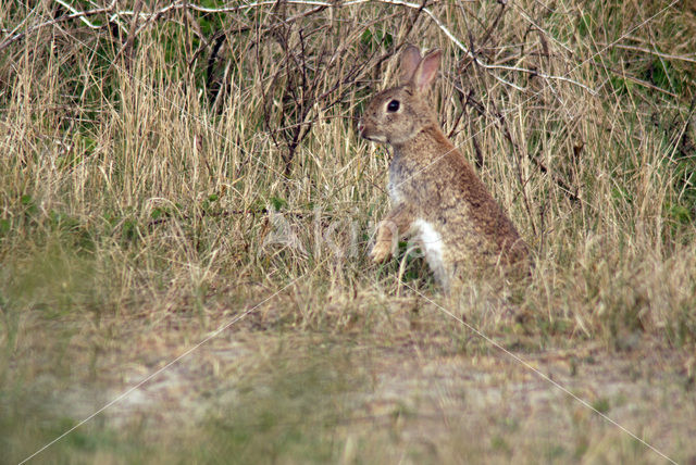 Rabbit (Oryctolagus cuniculus)