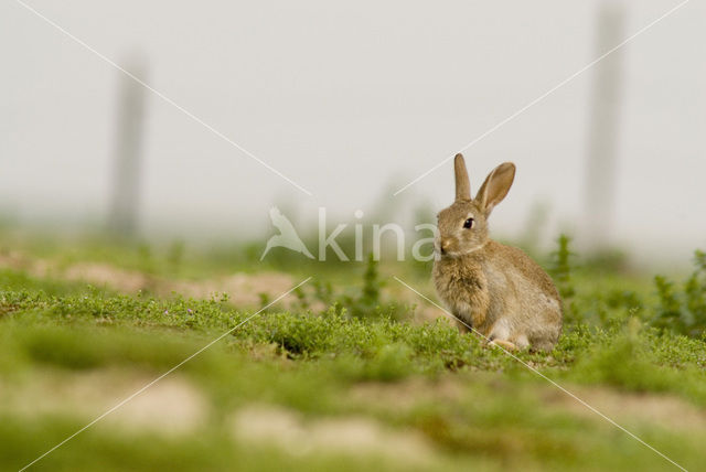 Konijn (Oryctolagus cuniculus)