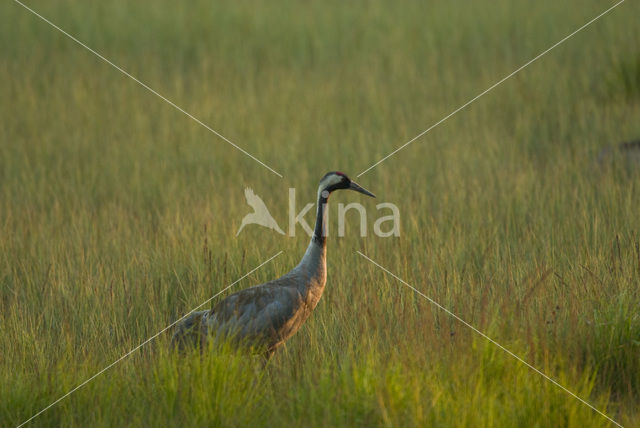 Kraanvogel (Grus grus)