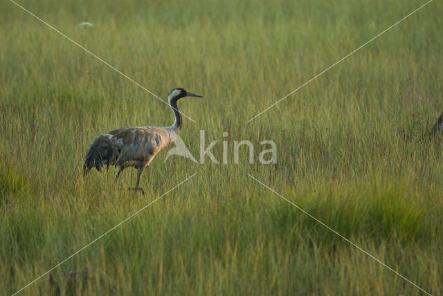 Kraanvogel (Grus grus)