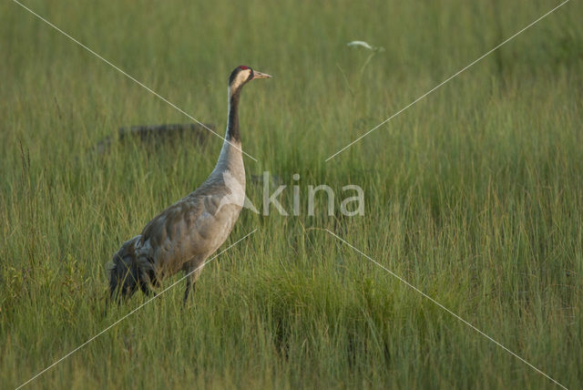 Kraanvogel (Grus grus)