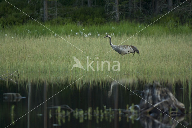 Kraanvogel (Grus grus)