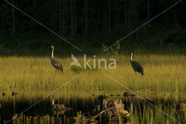 Kraanvogel (Grus grus)