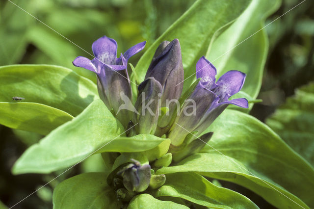 Kruisbladgentiaan (Gentiana cruciata)