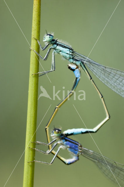 Lantaarntje (Ischnura elegans)