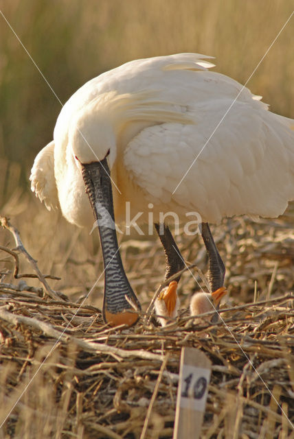 Eurasian Spoonbill (Platalea leucorodia)