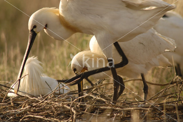 Eurasian Spoonbill (Platalea leucorodia)