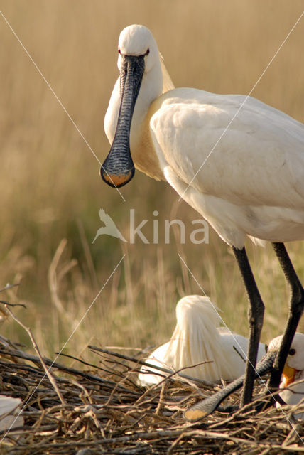 Lepelaar (Platalea leucorodia)