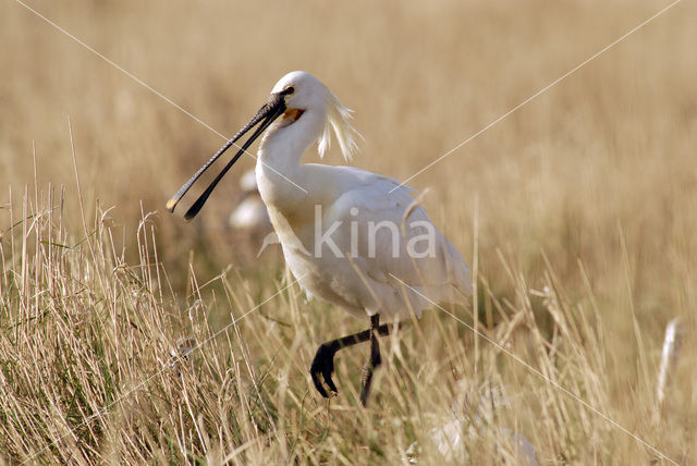 Eurasian Spoonbill (Platalea leucorodia)