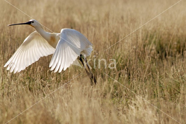 Lepelaar (Platalea leucorodia)