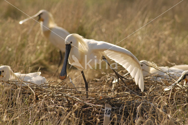 Lepelaar (Platalea leucorodia)