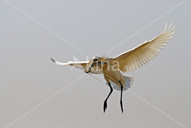 Lepelaar (Platalea leucorodia)